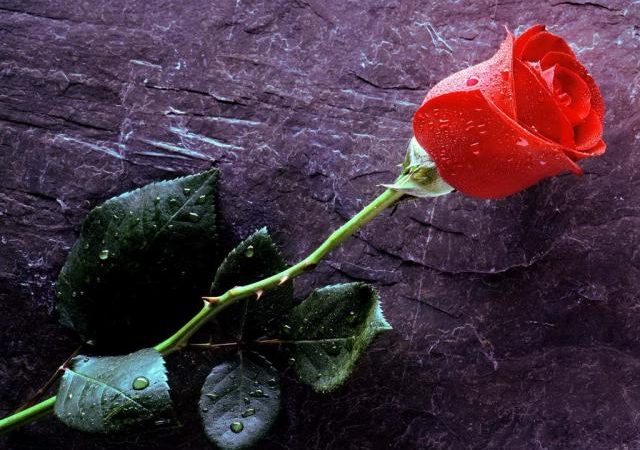 Începeți ziua râzând: I-a dat un trandafir iubitei și i-a promis că…
