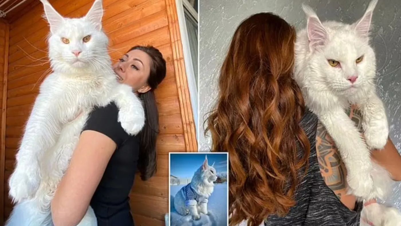 Imaginile astea nu sunt trucate! Așa arată cea mai mare pisică din lume. Are doar un an și lumea o confundă cu un câine