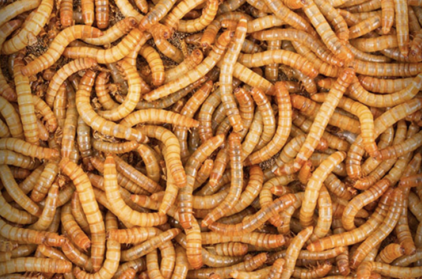Uniunea europeană dă bani ca să mâncăm insecte. Iată când le vom găsi pe piață
