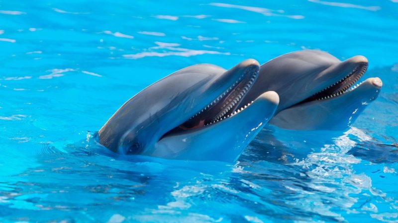 Bancuri supertari! Doi delfini erau dirijați de șef, pe fundul oceanului, iar doi câini executau servicii de pază silențioasă