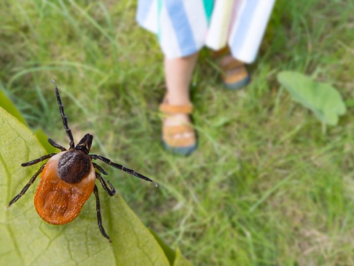 Atenție! Dacă mergi la iarbă verde azi, aici găsești cele mai bune trucuri pentru a ține căpușele la distanță