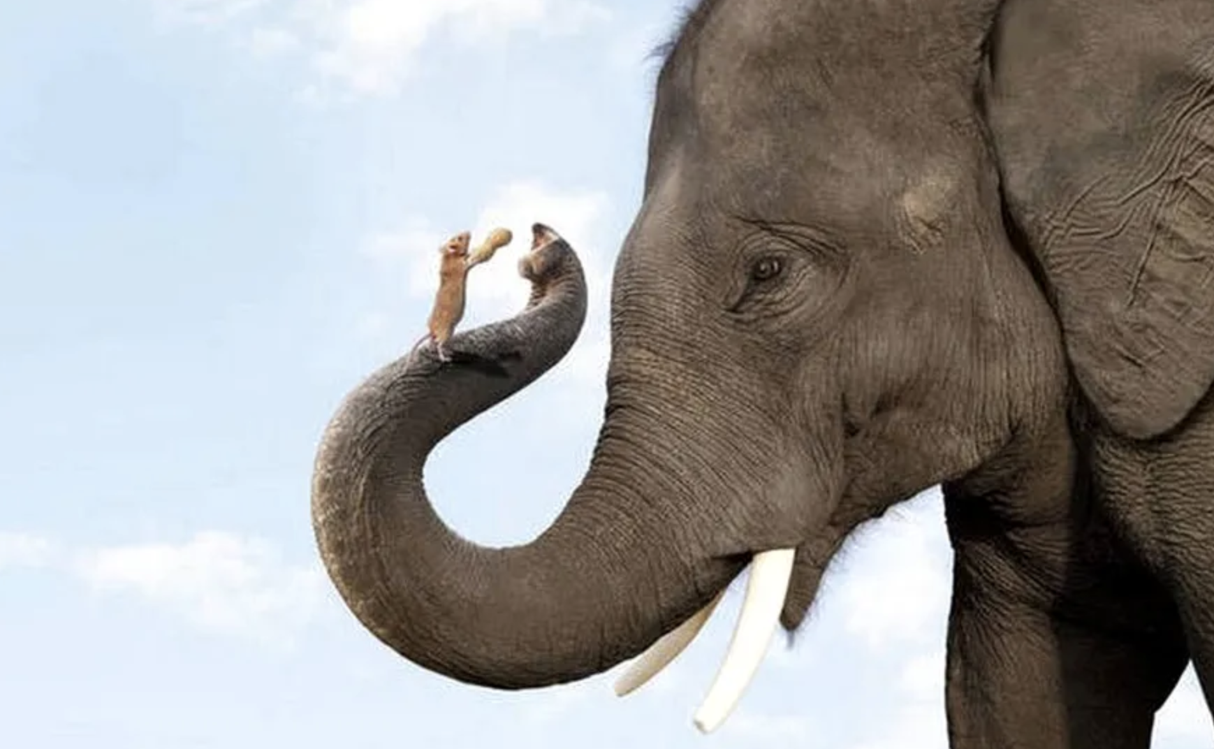 Dilema șoricelului care s-a întâlnit cu un elefant. Bancul zilei