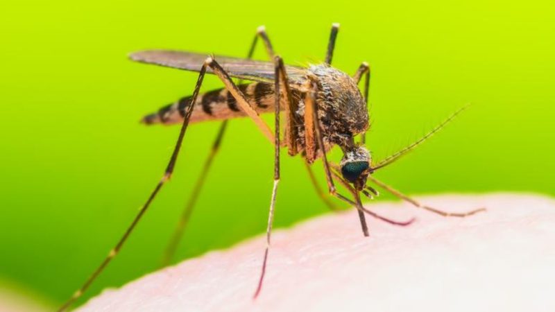 Descoperire: De ce unii oameni sunt mai des mușcați de țânțari decât alții!
