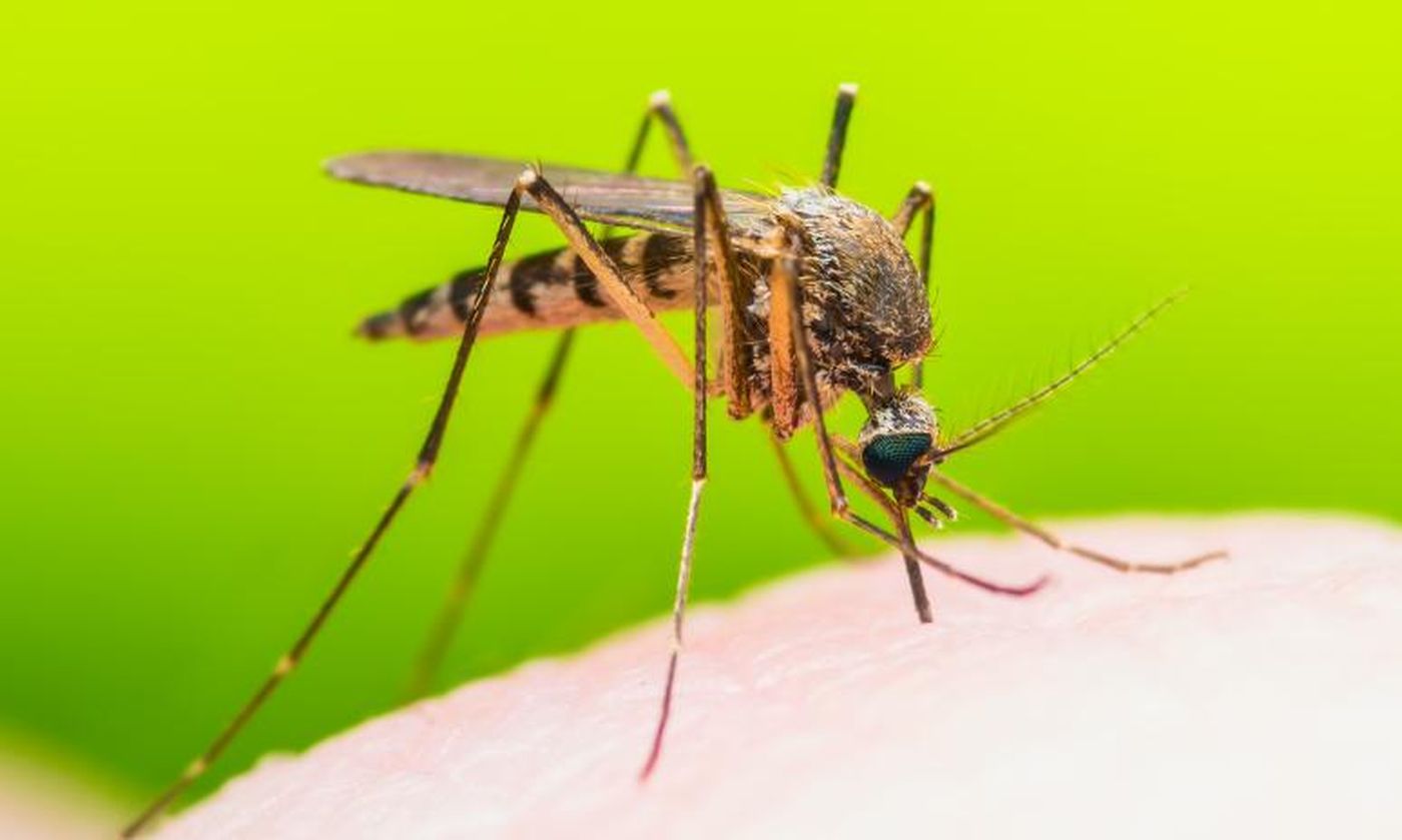 Descoperire: De ce unii oameni sunt mai des mușcați de țânțari decât alții!