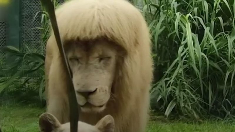 Leul cu breton a devenit viral pe rețelele de socializare, iar la Zoo se face anchetă pentru stabilirea vinovatului