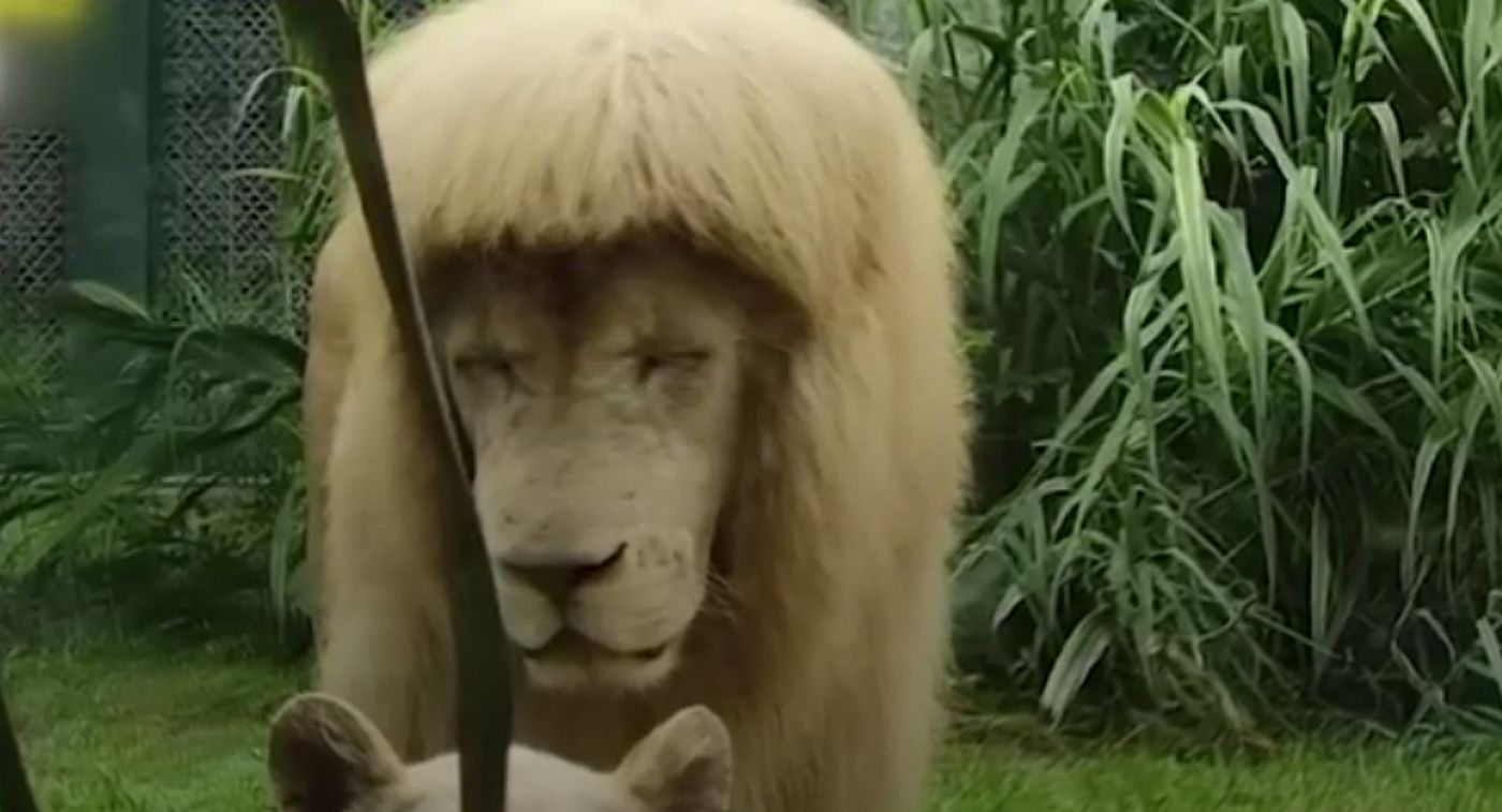 Leul cu breton a devenit viral pe rețelele de socializare, iar la Zoo se face anchetă pentru stabilirea vinovatului
