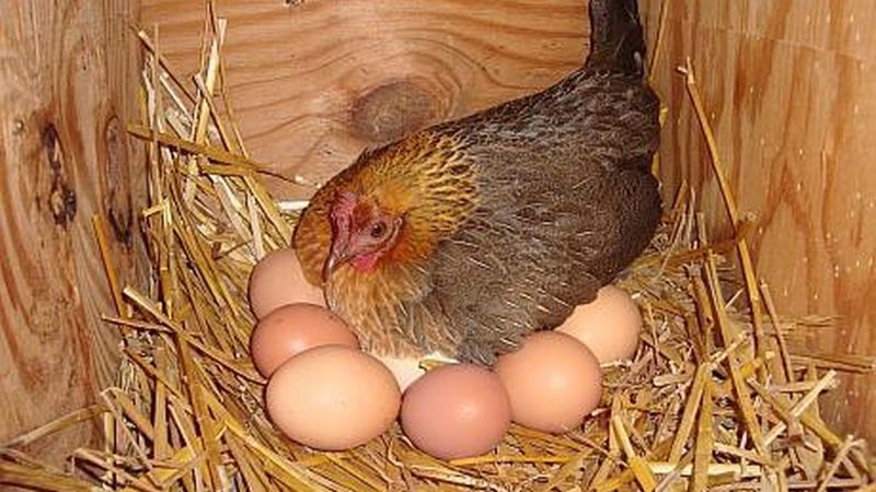 Cum știți că ouăle de la țară sunt proaspete. Trucuri care vă scapă de probleme