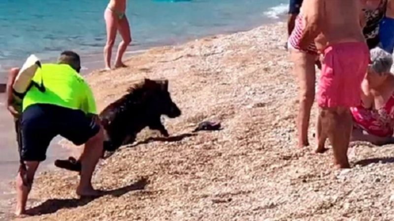 În Spania, mistreții se plimbă în parcuri și pe plajă. Ce vedetă a dat nas în nas cu porcii  