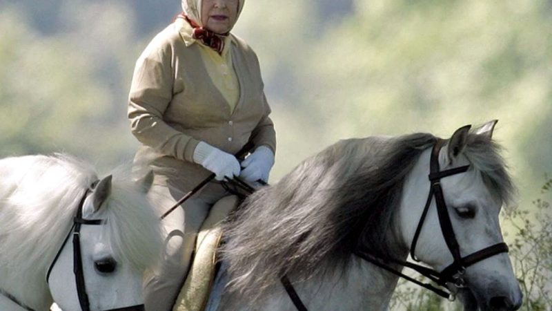 Calul reginei Elisabeta a simțit că stăpâna moare? „Până în acel moment, herghelia a adus milioane de lire”