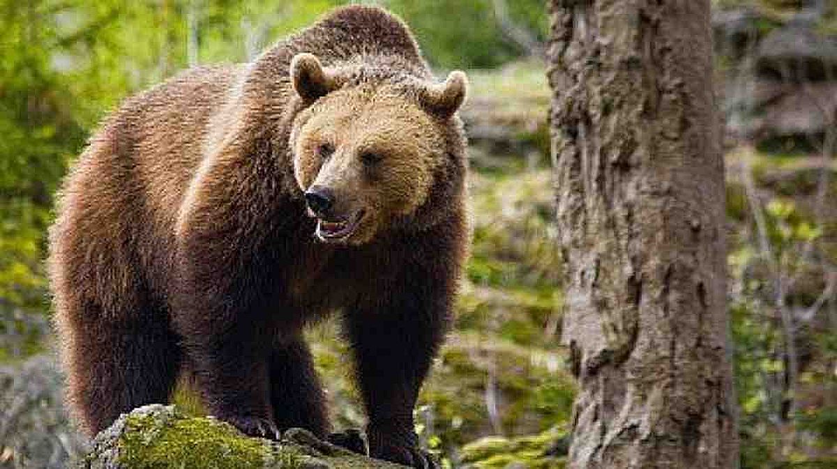 Locuitorii din Munții Apuseni, duși la disperare de un urs. Fiara ucide fără oprire