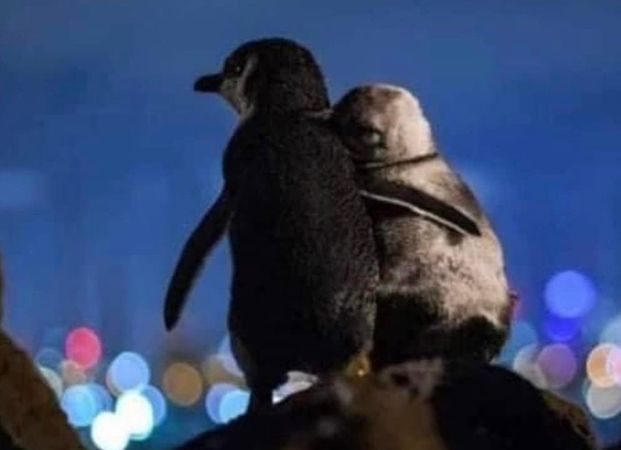 Povestea pinguinilor romantici din Melbourne. Au trăit adevărate drame, iar acum se consolează