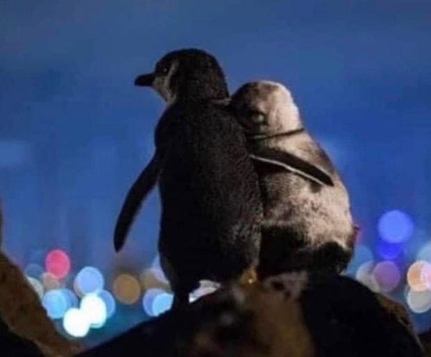 Povestea pinguinilor romantici din Melbourne. Au trăit adevărate drame, iar acum se consolează