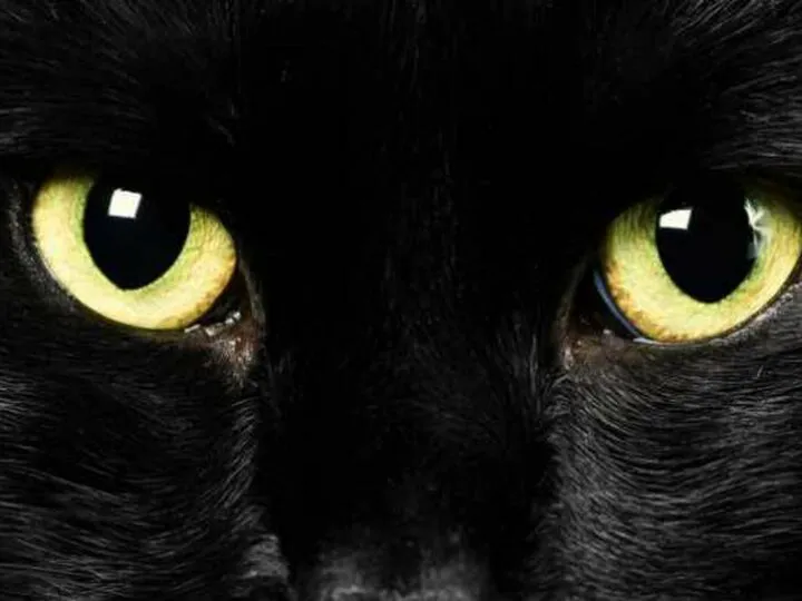 Cum a fost spartă o identitate de spion rus, construită timp de un deceniu, datorită unei pisici