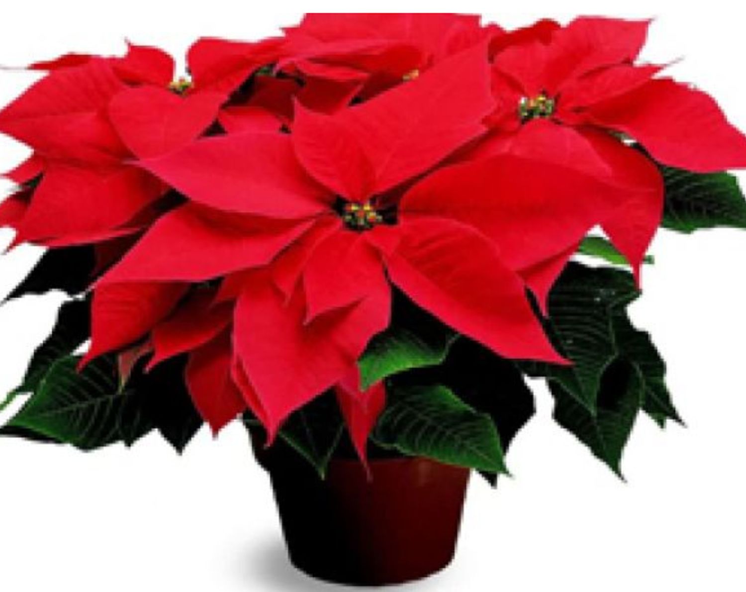 Puneți aceste plante în casă dacă vreți să aveți un Crăciun fericit. Care sunt marile beneficii
