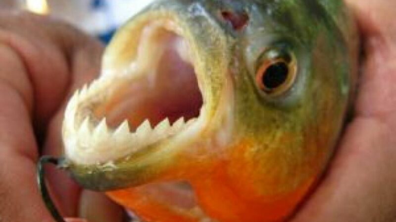 Descoperire stranie în Crișul Repede. Peștele cu dinți a băgat în alertă Garda de Mediu Bihor
