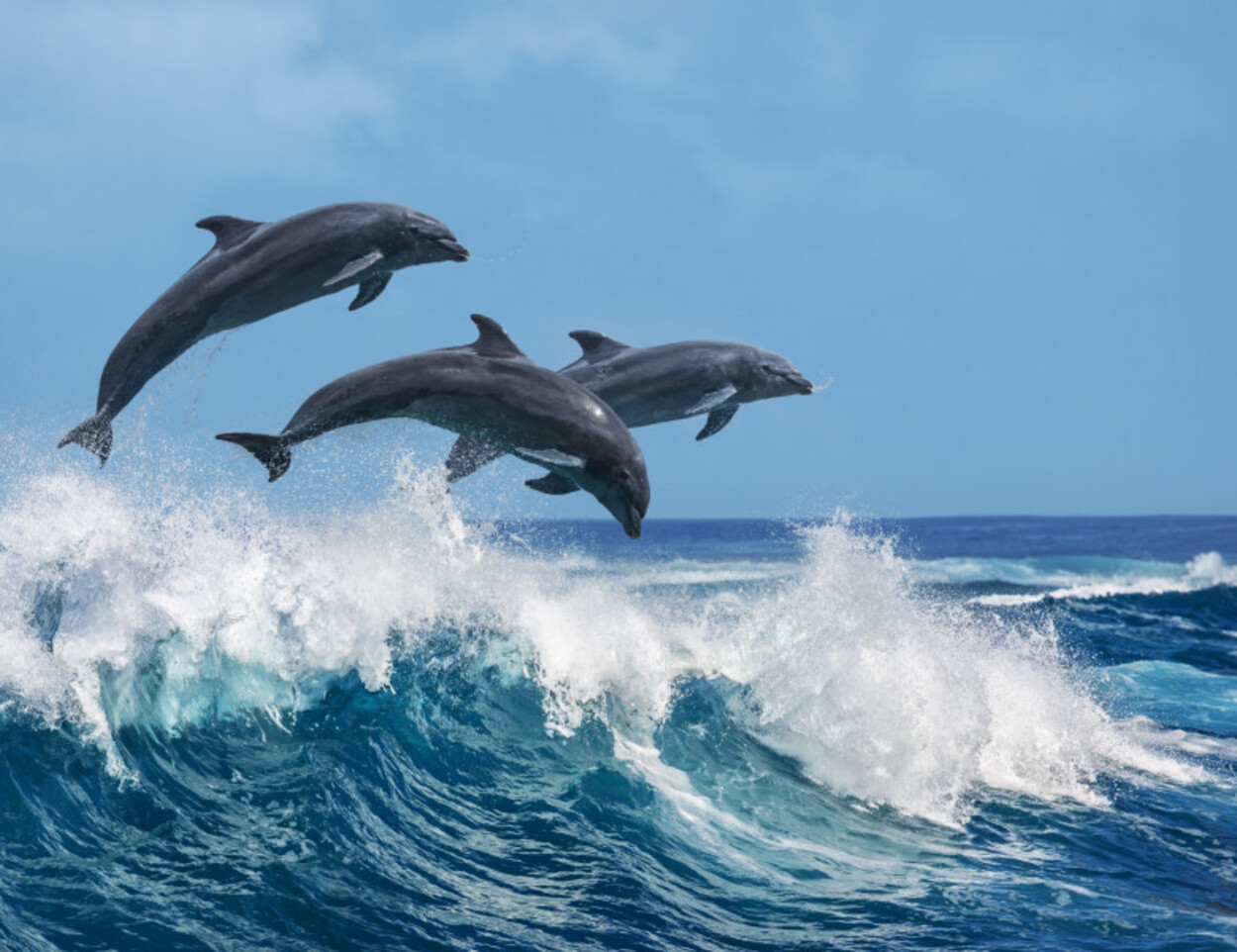 Delfinii îi ajută pe pescari să prindă pește în năvodul lor. Cercetătorii au aflat de ce fac asta