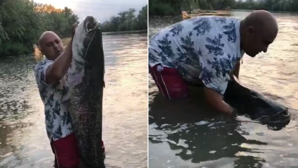 Monștrii din apele României. Un pescar a avut o captură de aproape doi metri în Mureș. Imaginile video sunt dovadă