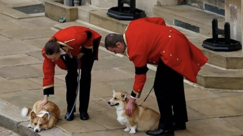 Ce fac câinii reginei Elisabeta a II-a. Noua lor stăpână susține că ei comunică des cu răposata