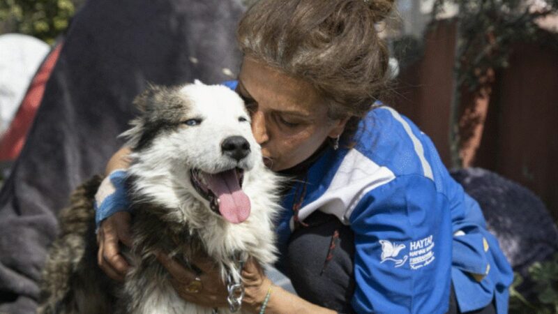 Minune în Turcia. Un câine a fost găsit în viață după ce a stat trei săptămâni sub dărâmături