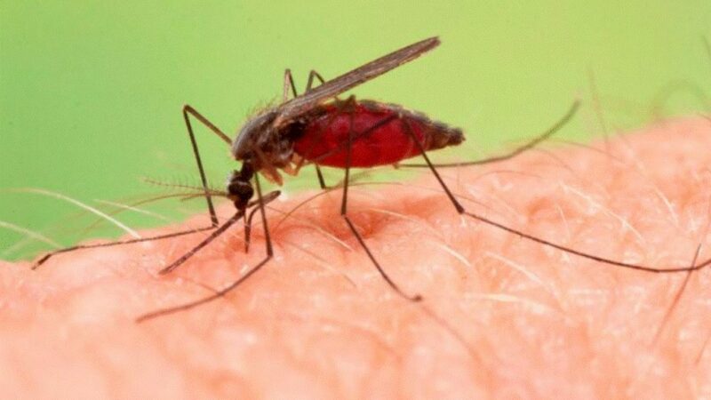 Invazia țânțarilor purtători de malarie. Situația e gravă, oamenii de știință sunt foarte îngrijorați