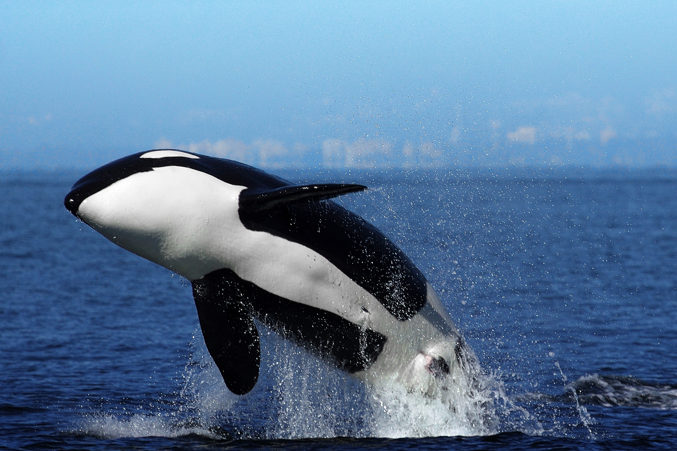 Incredibil! O balenă ucigașă albă a învățat un grup de orci să răstoarne vapoarele din zona Gibraltar