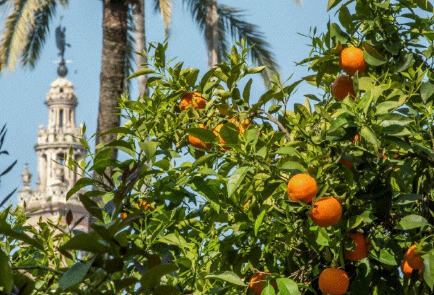 Familia regală britanică mănâncă portocale din cel mai bătrân copac din Sevilla. Regina Elisabeta avea un produs preferat