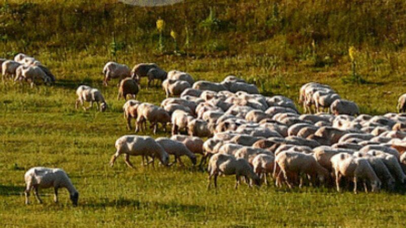 Nu e glumă! Vreți să deveniți păstori, vă puteți înscrie la Prima Academie de ciobani