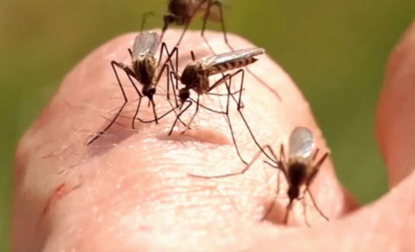 Țânțarii infectați cu virusul West Nile i-au speriat pe specialiști. Se caută metode noi de combatere