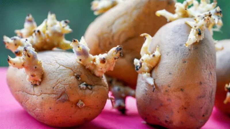 Cartofii încolțiți, un pericol pentru sănătate. Specialiștii vă învață ce să faceți în acest caz