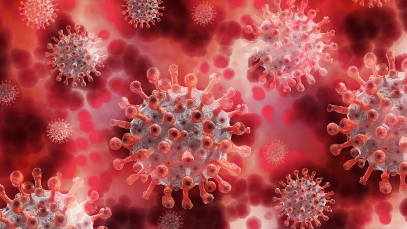 A apărut o nouă variantă de coronavirus și este extrem de infecțioasă. Omoară animalele