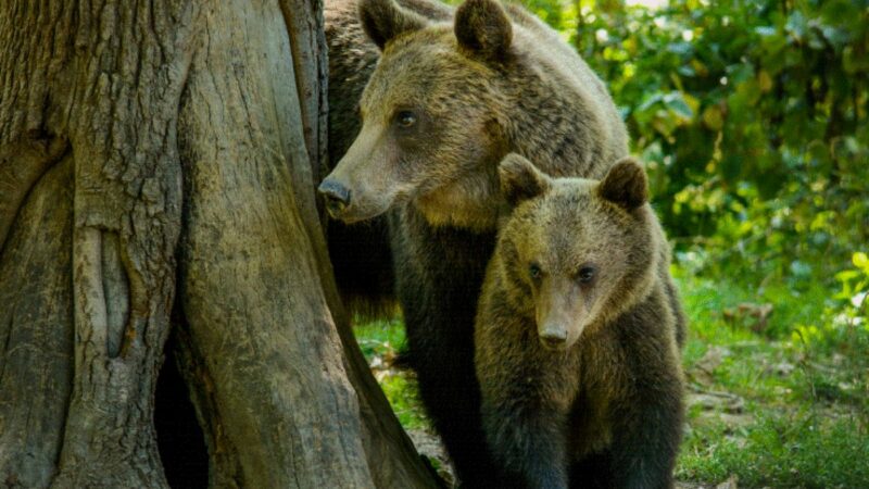 S-a speriat și a împușcat ursoaica intrată în curte. Un urs mare a fost văzut și lângă București