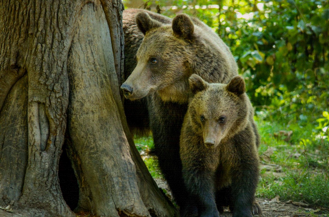 S-a speriat și a împușcat ursoaica intrată în curte. Un urs mare a fost văzut și lângă București