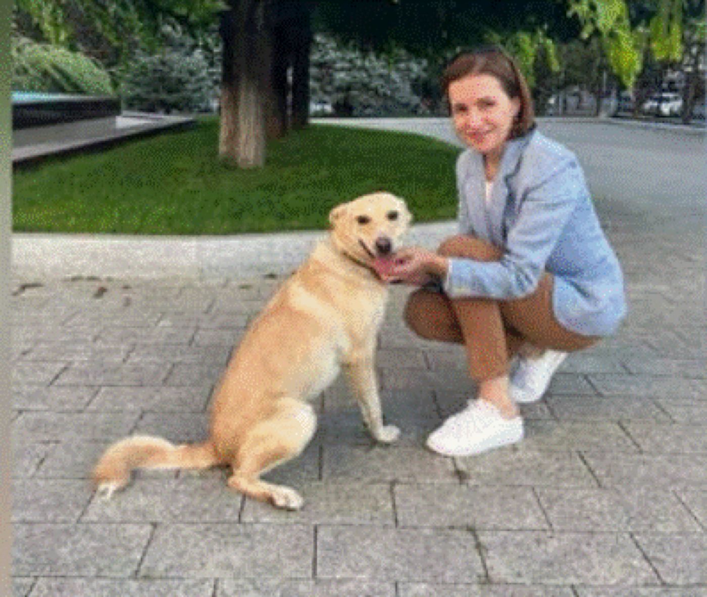 Video. Breşă de securitate, câinele Maiei Sandu l-a muşcat pe preşedintele Austriei. „Codruț e frate doar cu românul”