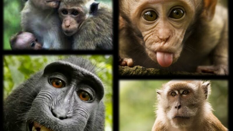 Descoperire științifică. China a creat prima maimuță „chimeră” din lume, cu ajutorul celulelor stem