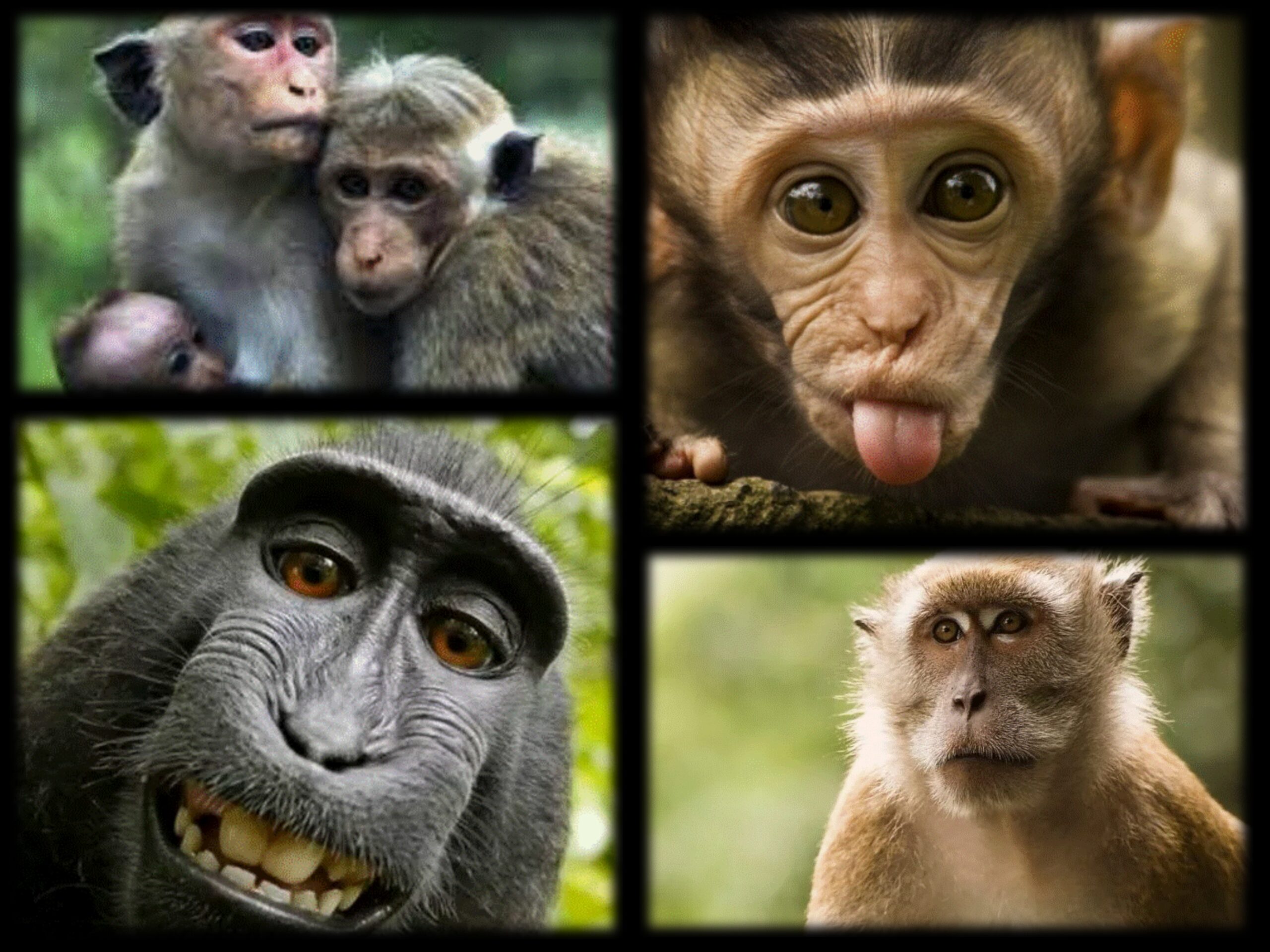 Descoperire științifică. China a creat prima maimuță „chimeră” din lume, cu ajutorul celulelor stem