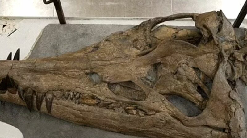 Craniul gigantic al unui monstru marin a fost găsit în largul coastelor Angliei. E prădătorul suprem al oceanului
