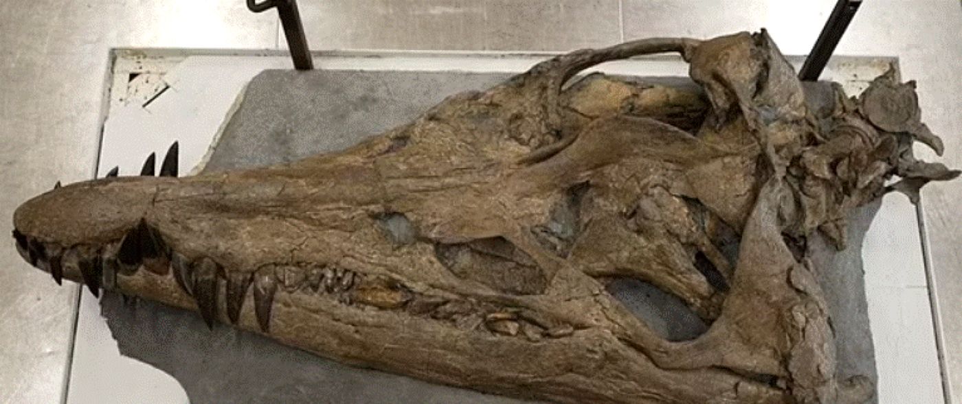 Craniul gigantic al unui monstru marin a fost găsit în largul coastelor Angliei. E prădătorul suprem al oceanului