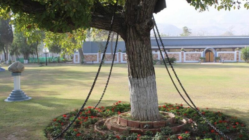 Un copac din Pakistan e „arestat” de peste 120 de ani. Motivul e șocant