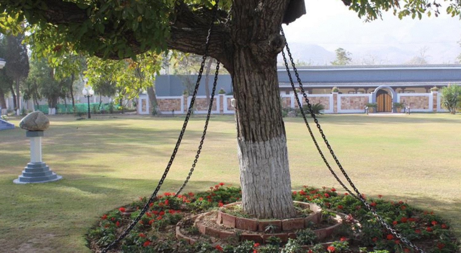 Un copac din Pakistan e „arestat” de peste 120 de ani. Motivul e șocant