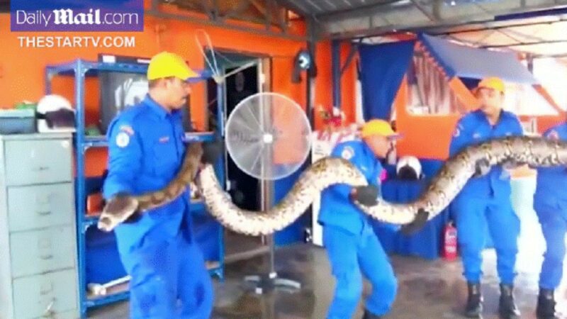 A fost descoperit cel mai mare șarpe din lume. Anaconda măsoară 6,5 metri și are capul cât cel al unui om