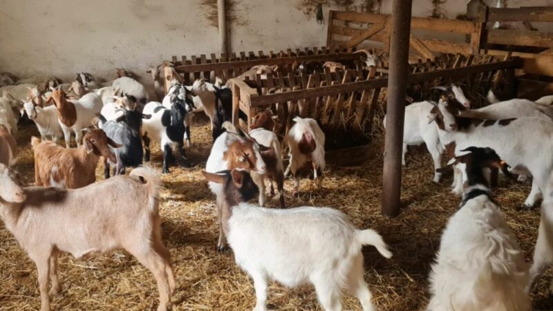 Vedetele din Zootehnie. Cercetătorii din Constanța au creat o nouă rasă de capre. Carnea lor, bună pentru suferinzii de anemie
