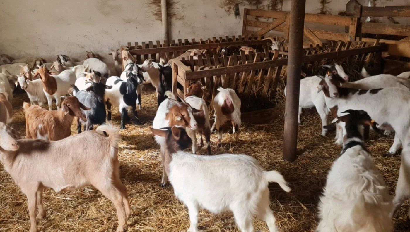 Vedetele din Zootehnie. Cercetătorii din Constanța au creat o nouă rasă de capre. Carnea lor, bună pentru suferinzii de anemie