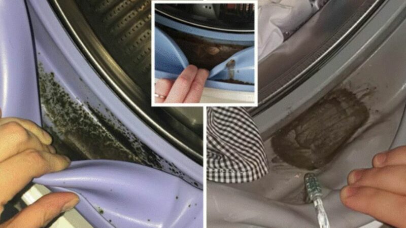 Cum scăpați rapid de mucegaiul negru din mașina de spălat. Cele mai bune trucuri pentru gospodine
