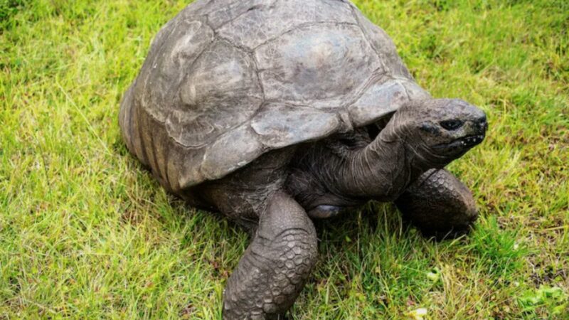 Cea mai bătrână țestoasă din istorie. A trecut peste 40 de președinți americani