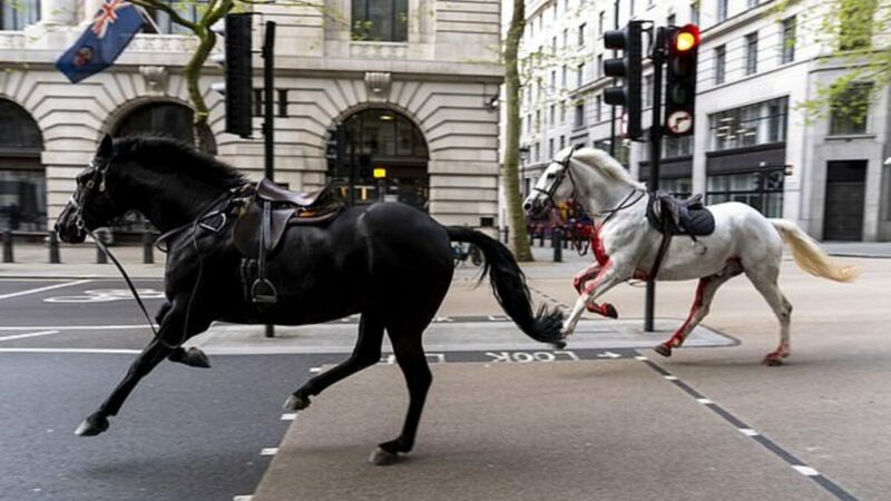 Caii regelui Charles au produs haos pe străzile din Londra. S-a lăsat cu răniți