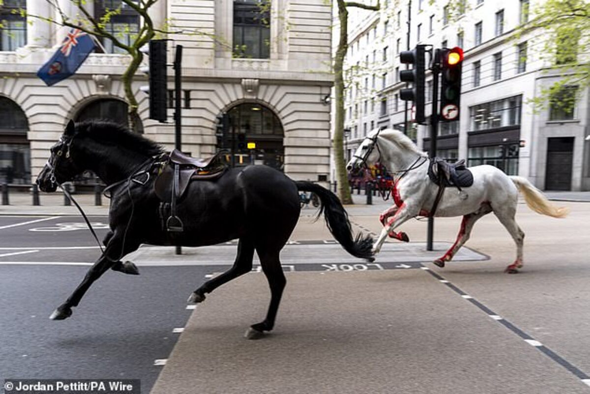 Caii regelui Charles au produs haos pe străzile din Londra. S-a lăsat cu răniți