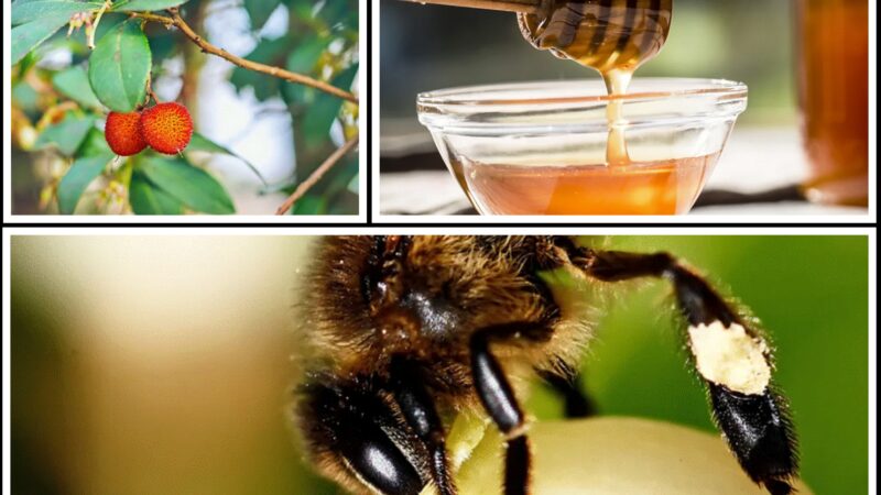 Mierea din Sardinia care datează de 2000 de ani. E folosită ca medicament