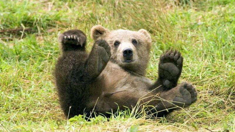 Cartier de lux de lângă București, în alertă. Un pui de urs se plimbă liber și fură miere