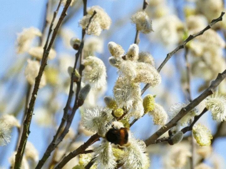 Obiceiuri de sărbătoarea Floriilor. De ce masa nu trebuie strânsă toată ziua