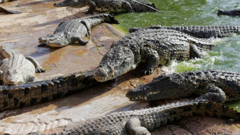 O mamă și-a aruncat copilul într-un canal plin cu crocodili. Motivul e șocant